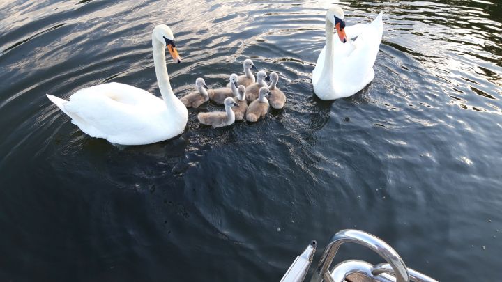 Mit Tieren auf Du und Du