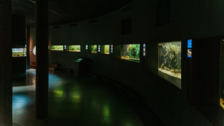 Aquarienwelt im Müritzeum Waren Aquarienwelt im Müritzeum Waren