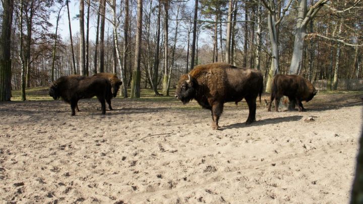 Wisente im Schaugatter