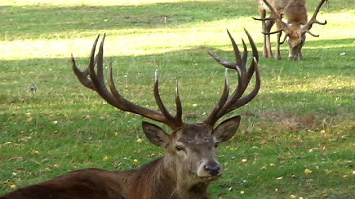 Wildpark Boek