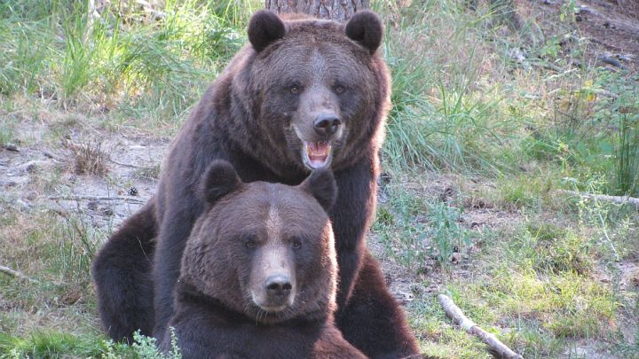 Die Braunbären Fred und Frode gehören zu den Besucherlieblingen Die Braunbären Fred und Frode gehören zu den Besucherlieblingen