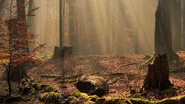 Nebelwald, Mecklenburgische Seenplatte